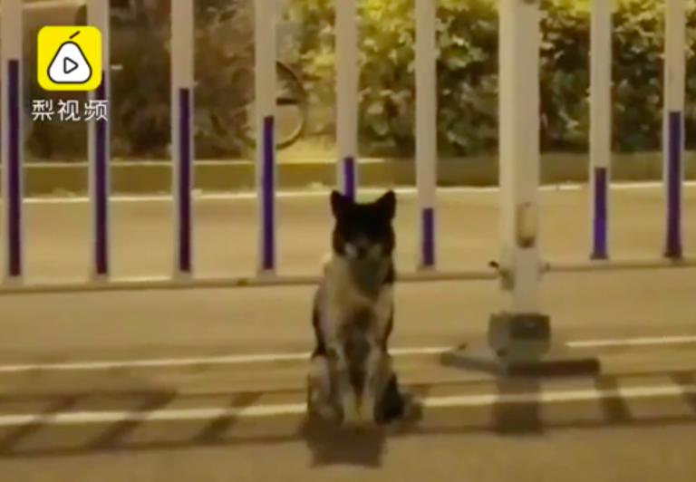 cane aspetta padrona cina