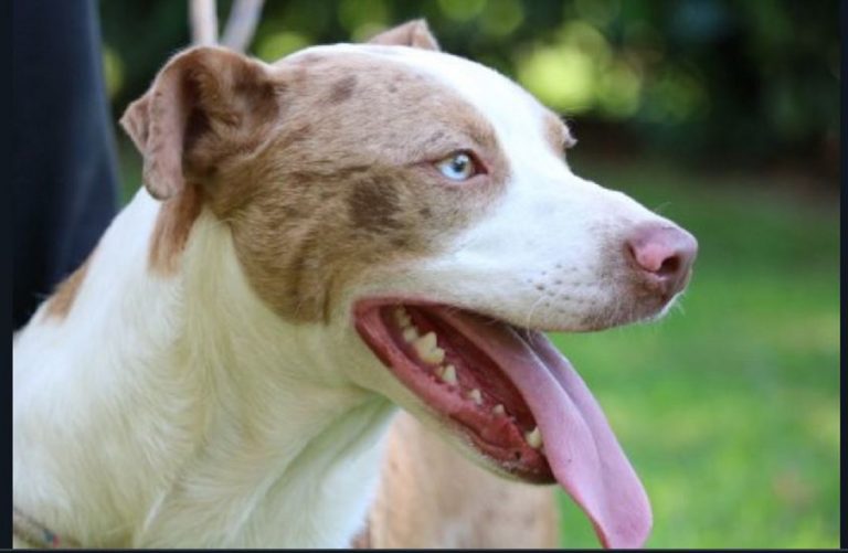 coccolare cani