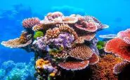 creme solari minaccia barriera corallina