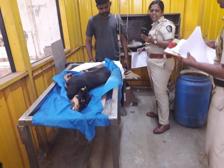 India, cane mutilato