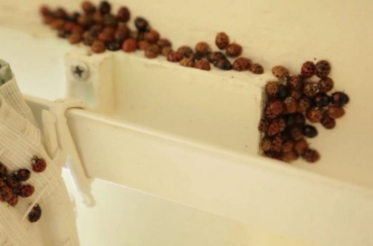 Nugolo di coccinelle asiatiche