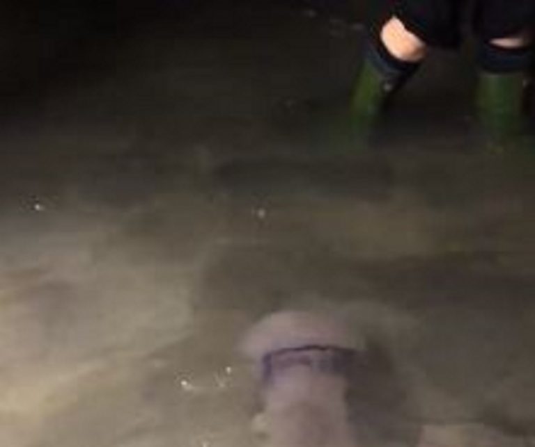 Meduse nuotano in giro per Venezia vicino ai turisti