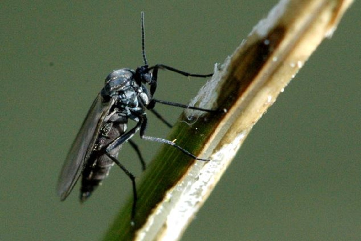 Come uccidere larve di moscerino nelle piante di casa