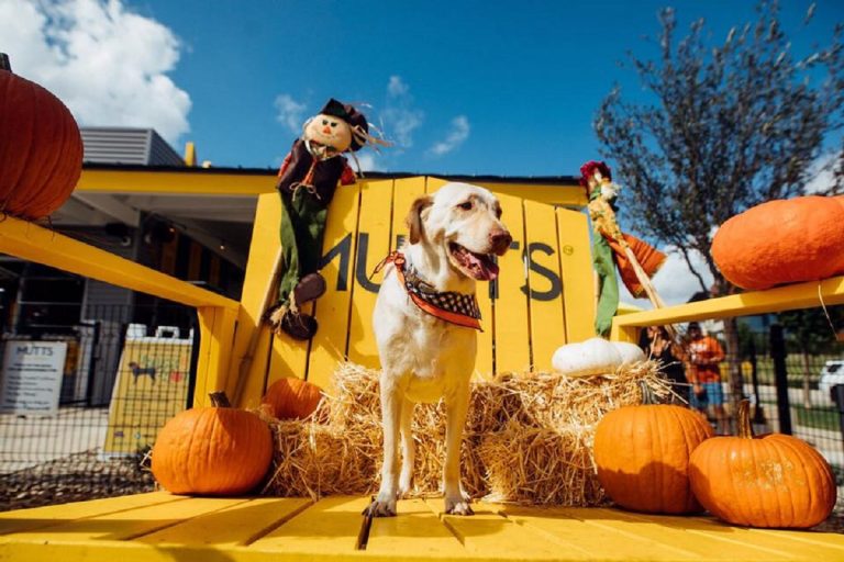 muttscantine
