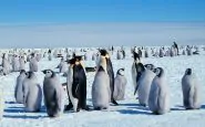 La troupe BBC infrange le regole e salva i pinguini imperatore