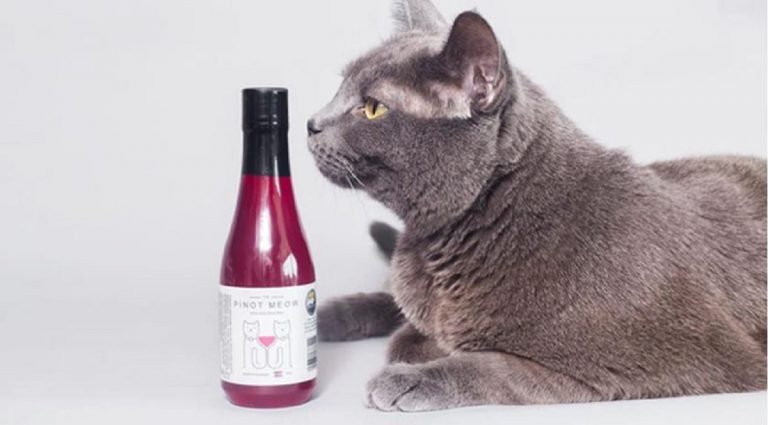 vino per gatti