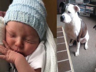 UK, morto bimbo di un mese: sbranato in casa dai cani