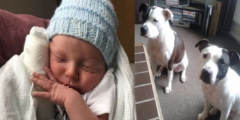 UK, morto bimbo di un mese: sbranato in casa dai cani