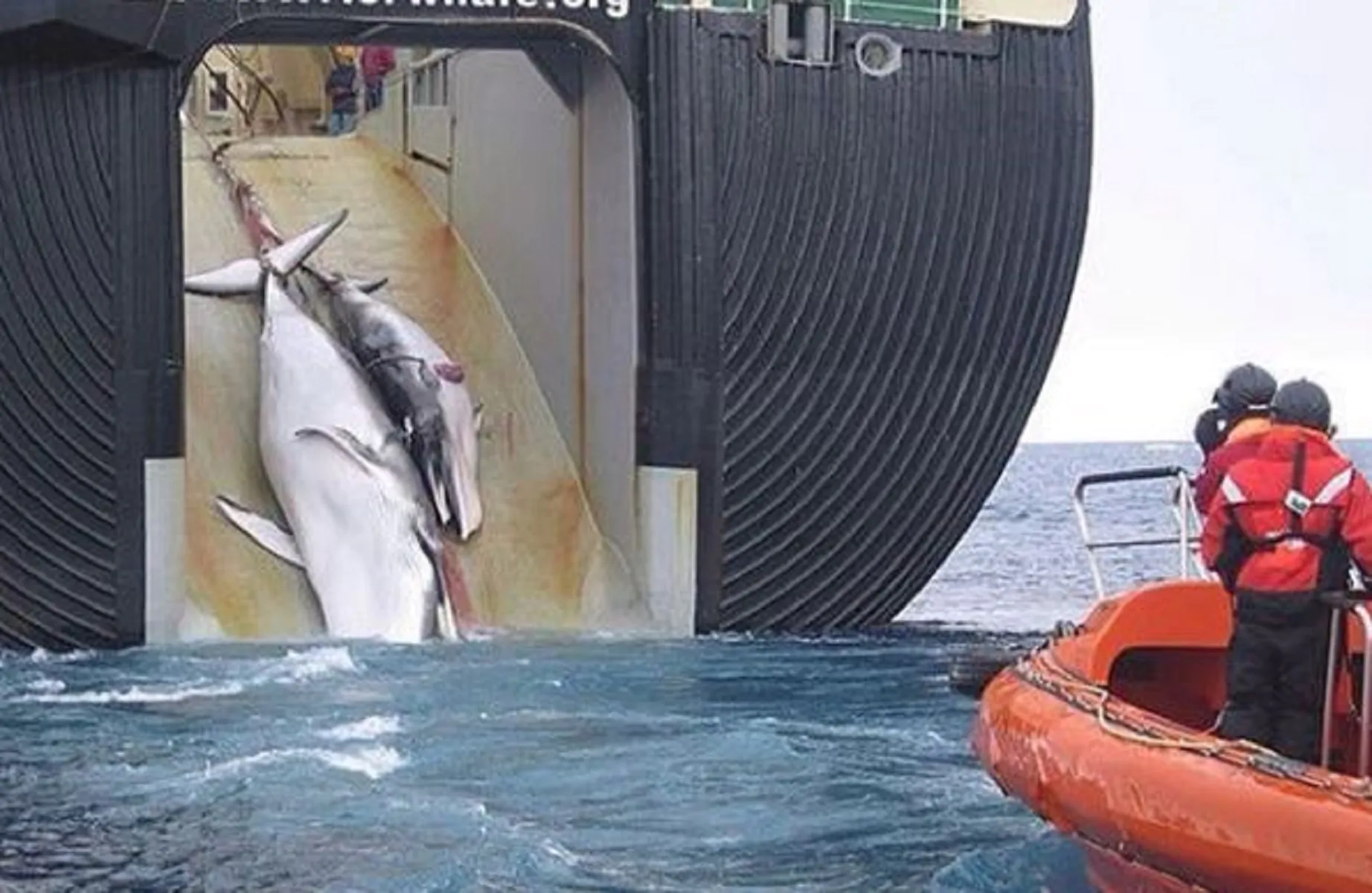 "Riaperta la caccia alle balene", il Giappone esce dall'Iwc