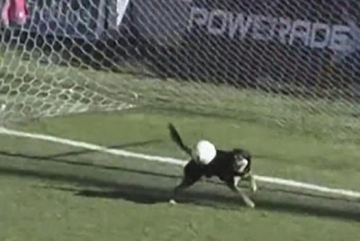 Argentina, cane aiuta il portiere: salva un gol sulla linea