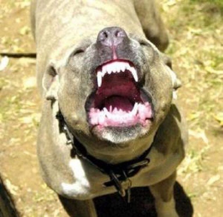 pitbull 1 768x749