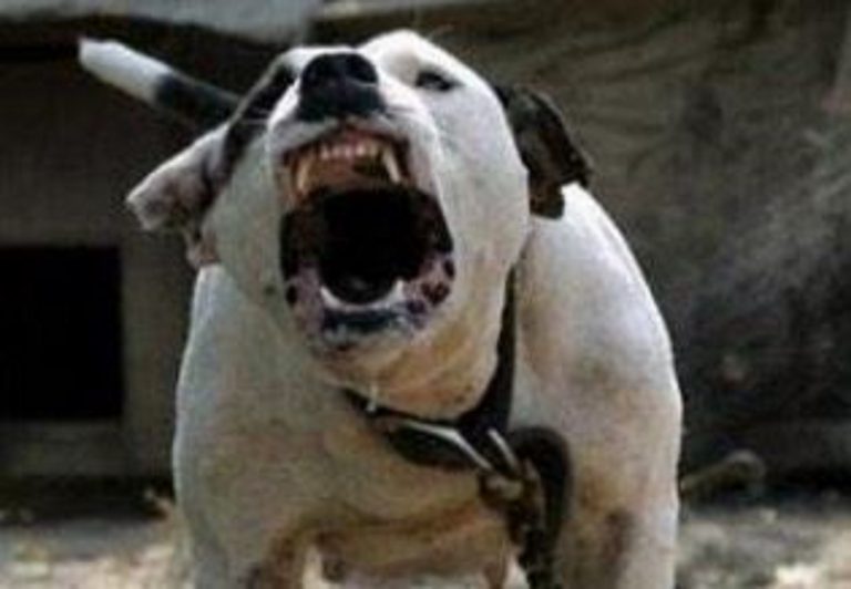 Aggredita da un pitbull, in ospedale una ragazza di 18 anni