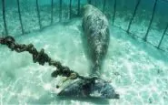 Russia, drone scopre prigione di balene