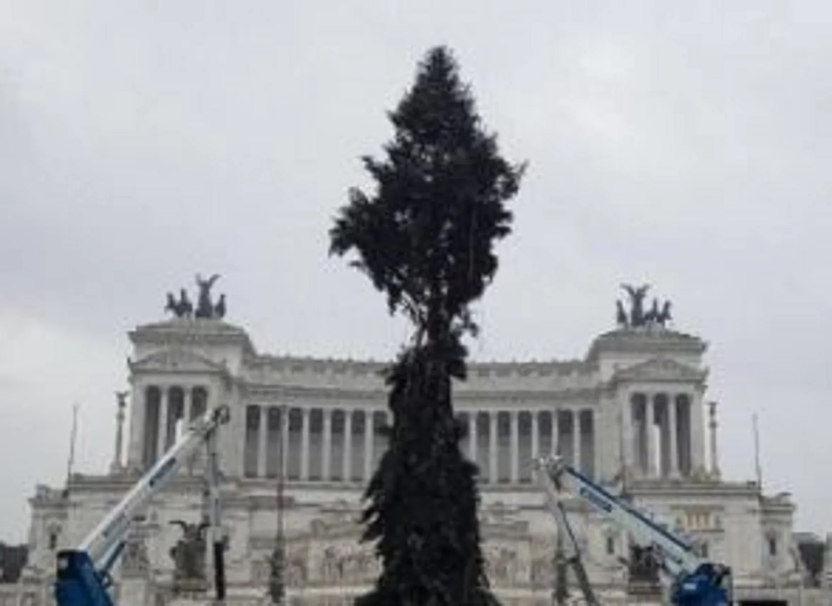 Roma, polemica su Spelacchio, l'albero di Natale