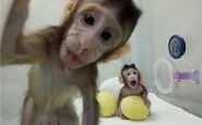 scimmie