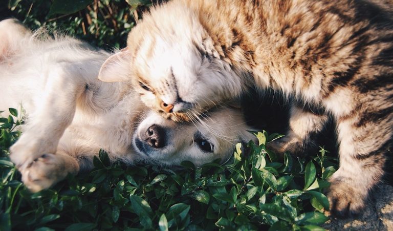 friends animals