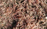 Ischia, migliaia di gamberetti sulla spiaggia