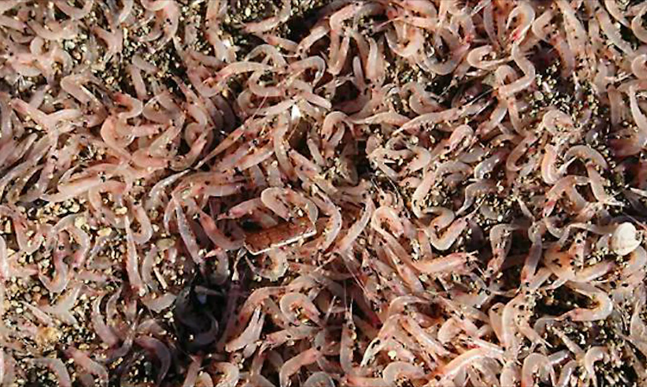 Ischia, migliaia di gamberetti sulla spiaggia