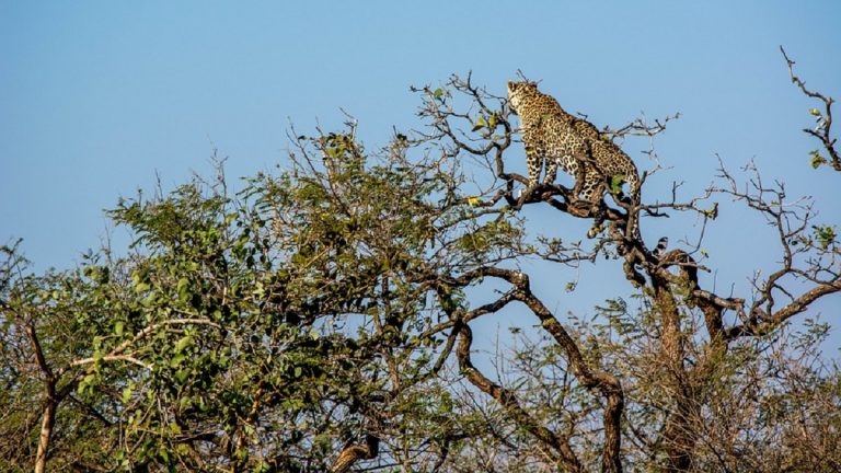leopardo