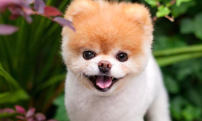 Morto il cane Boo