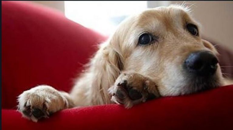 affido condiviso cane