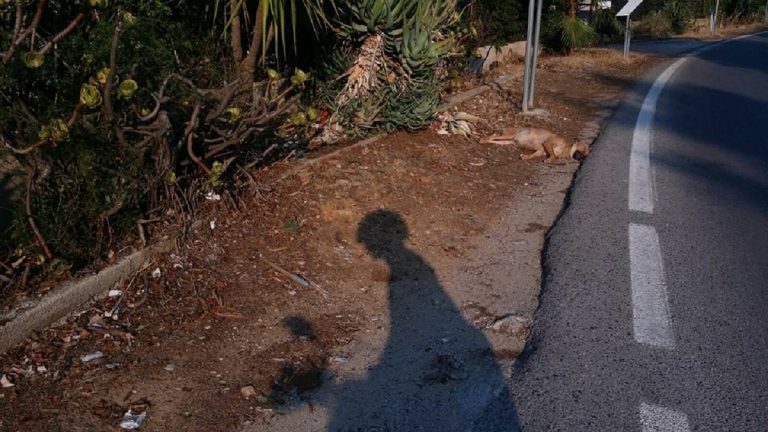 Torino, padrone del cane aggredisce conducente dell'auto