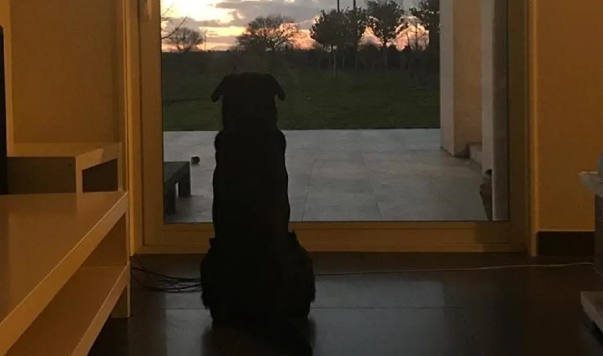 Emiliano Sala, la foto del cane
