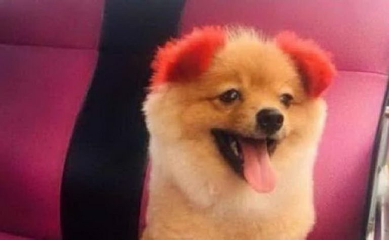 Bangkok, padrona tinge il pelo al cane: l'animale perde l'orecchio