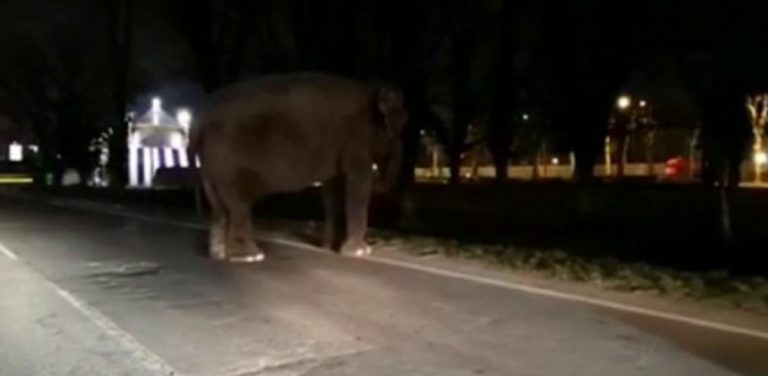 elefante