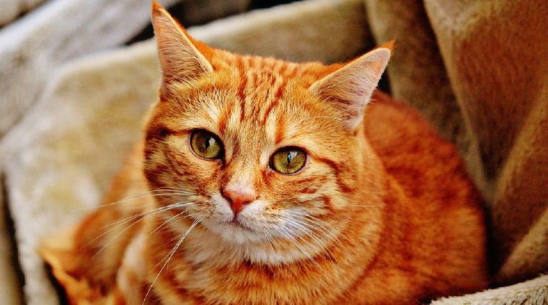 gatto