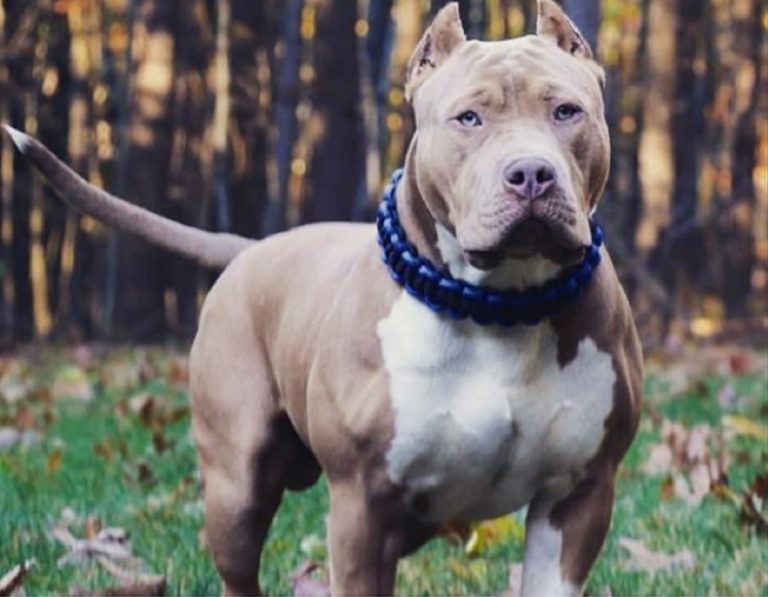 pitbull aggredisce passanti 768x597