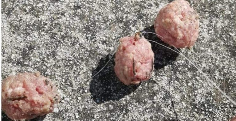 polpette killer