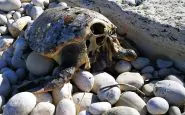 tartarughe marine decapitate