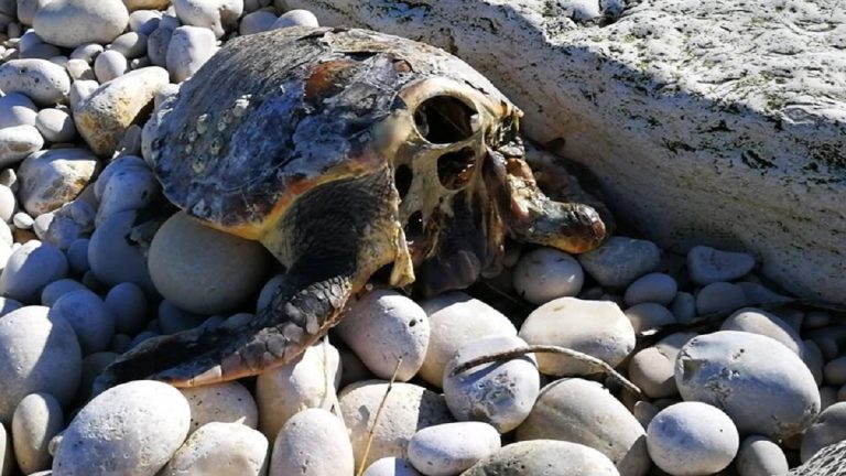 tartarughe marine decapitate 768x432