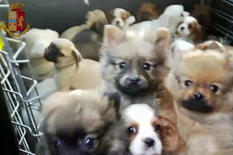 Scoperto traffico di cuccioli di cane dalla Slovacchia
