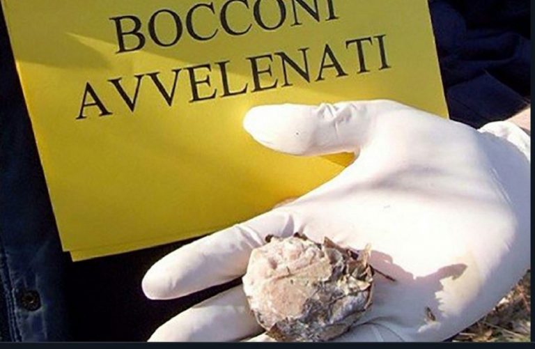 bocconi avvelenati