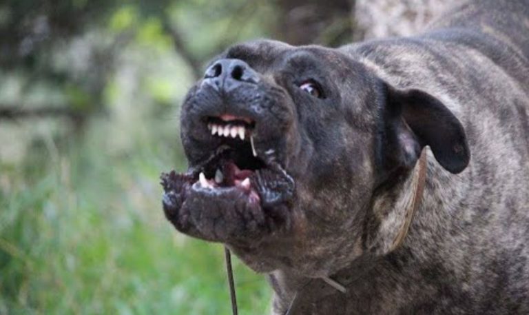 cane corso