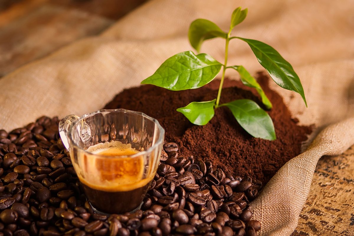 caffè concerto