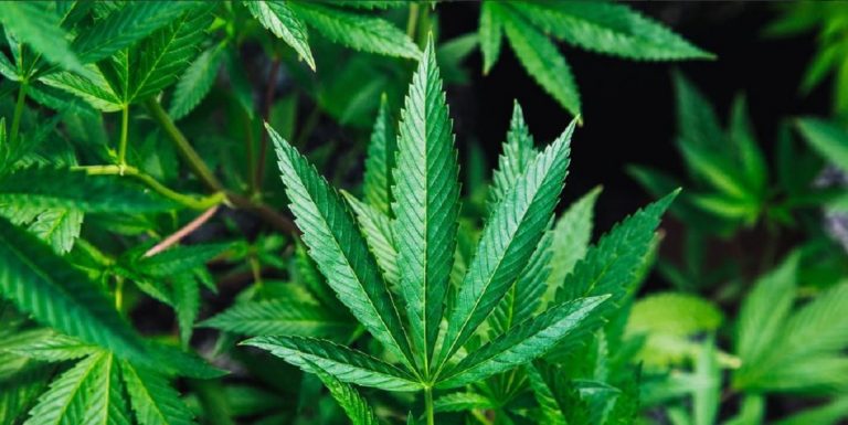 olbia professore droga 768x385