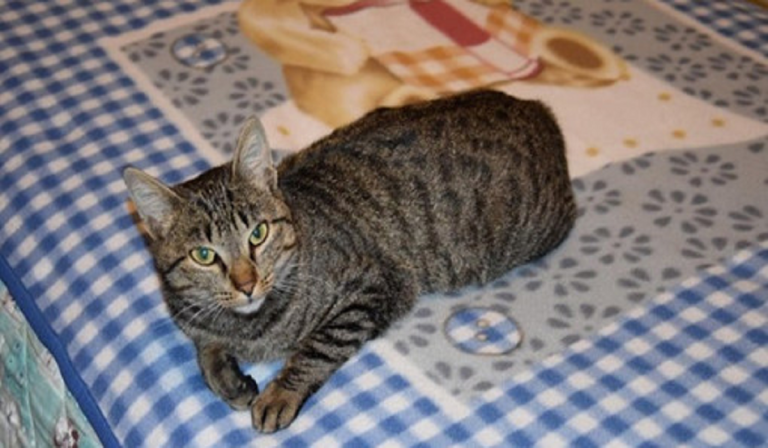 mimì
