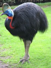 uccello più pericoloso al mondo