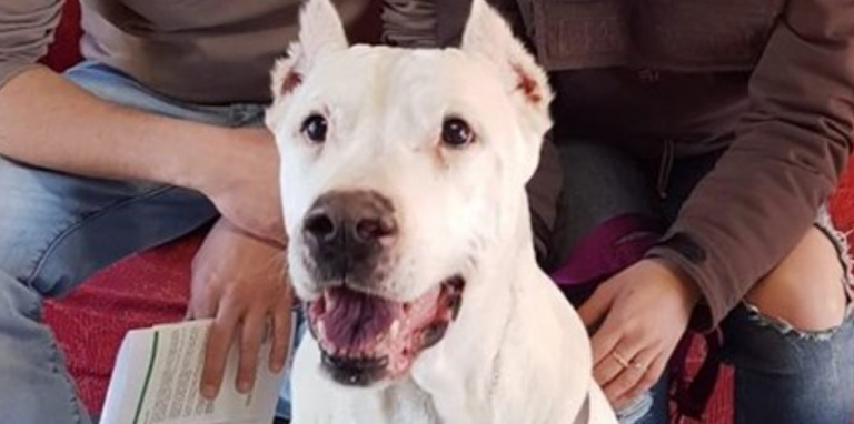 dogo argentino 768x382