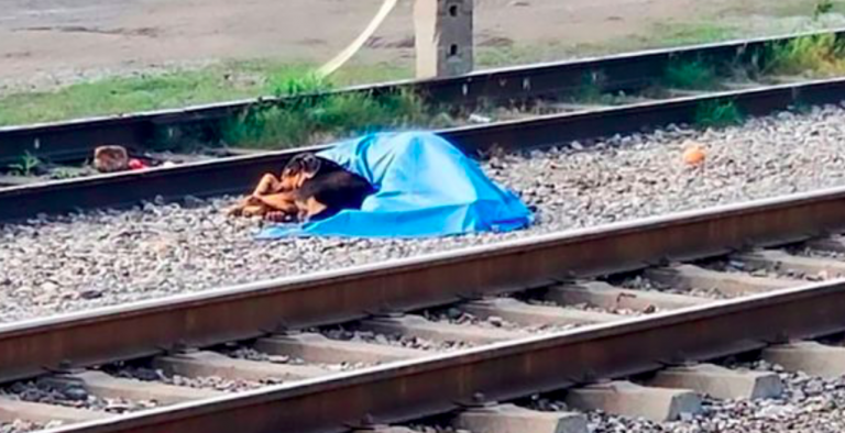 Messico, cane veglia padrone investito da un treno
