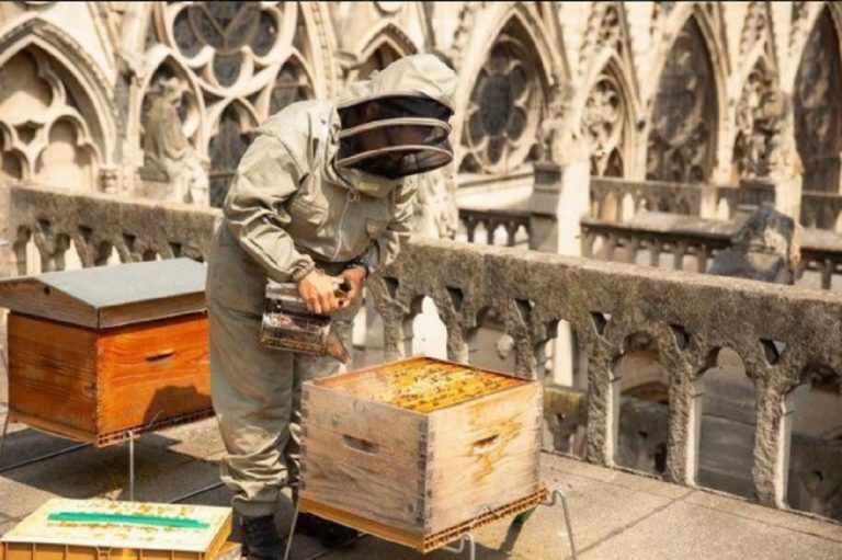 Notre-Dame