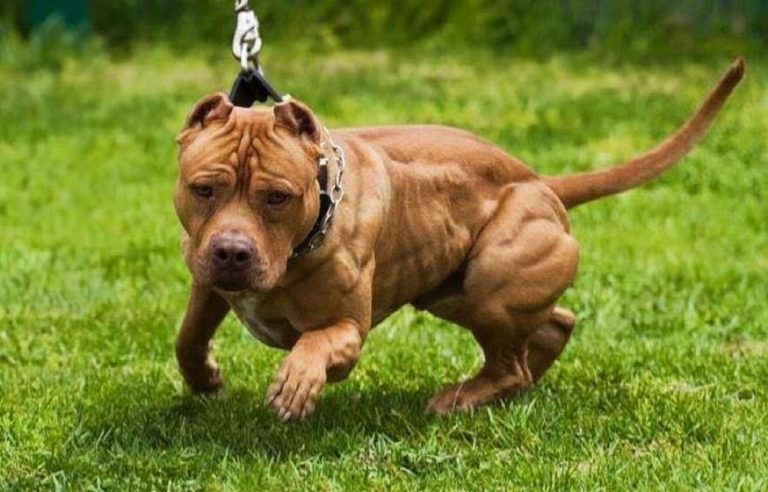 Monza, pitbull azzanna 2 bambini: ricoverati in ospedale