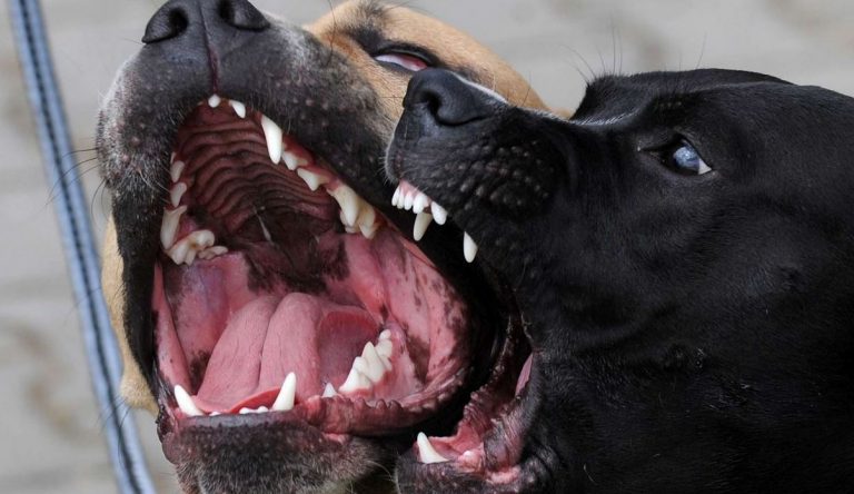pitbull aggressione donna
