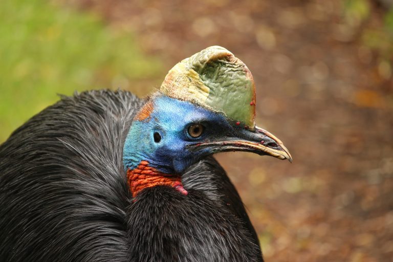 uccello più pericoloso al mondo