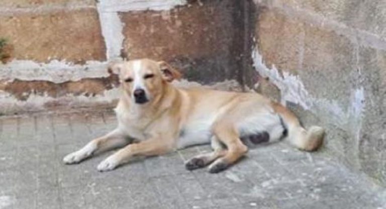 cane remì