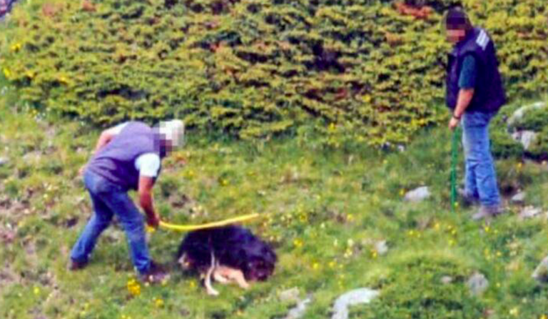 Cane ucciso a bastonate, assolti