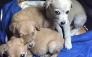 cuccioli nella spazzatura